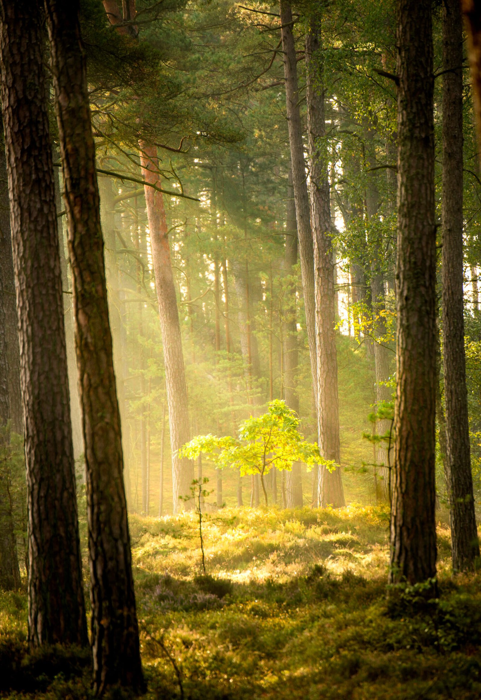 forest at the Baltic coast in Poland with light beams