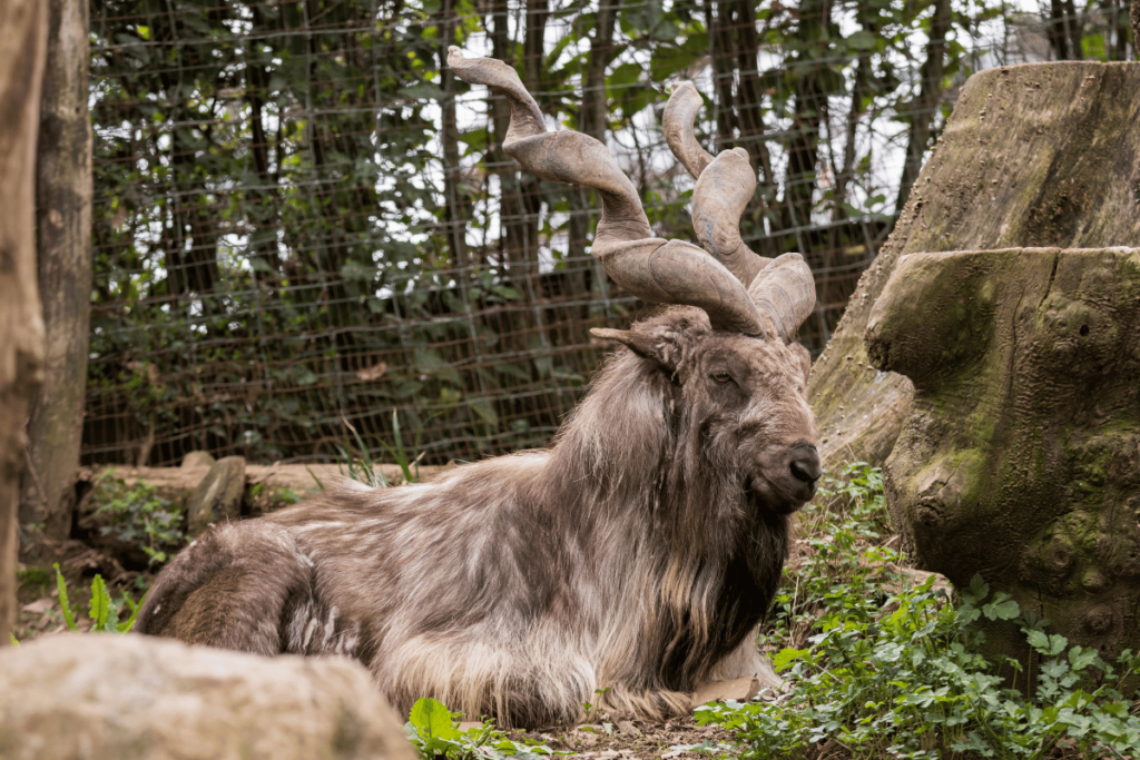 MARKHOR, KASHMIR NATIONAL ANIMAL, KASHMIR WELFARE FOUNDATION, CAN ZAKAT BE SPENT ON ANIMALS, ZAKAT CALCULATOR, AZAD KASHMIR NATIONAL ANIMAL