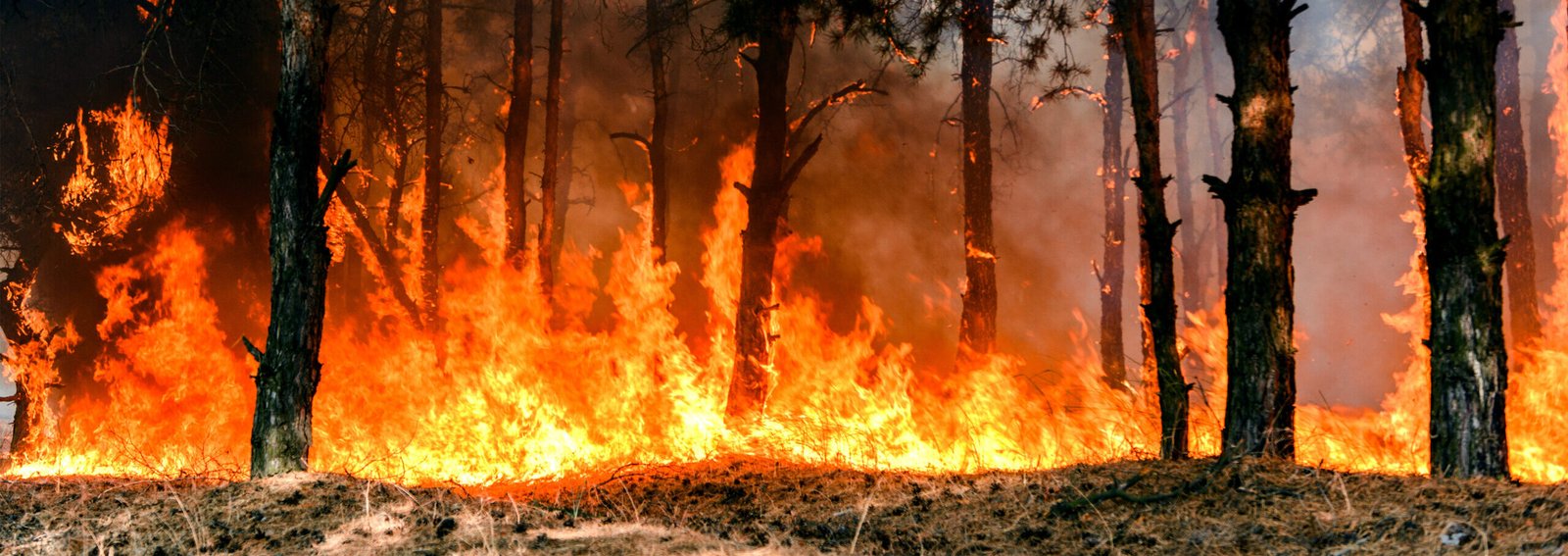 Coniferous forest in fire